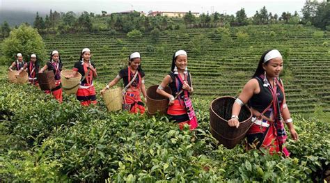 雲南哪裏買茶葉好？雲南茶文化的多元探索之旅